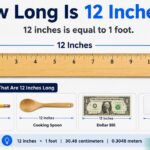 How Long Is 12 Inches? Easy Size Comparisons & Examples