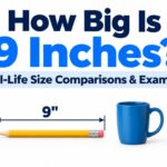 How Big Is 9 Inches? Real-Life Size Comparisons & Examples